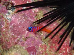 Blue banded goby seeking protection from a sea urchin. Ca... by Dallas Poore 